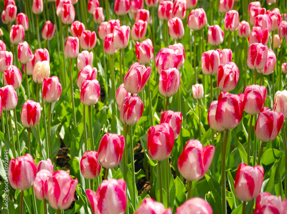 Tulips Tulips