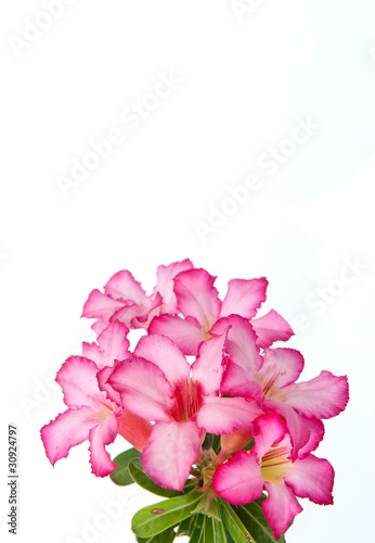 pink flower on white background © suradech