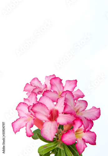 pink flower on white background