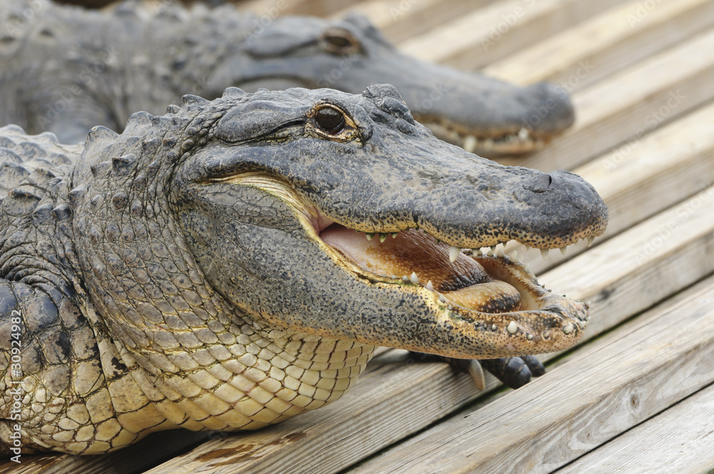 Fototapeta premium Alligator