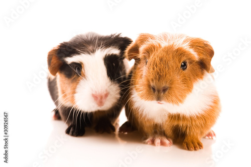 baby guinea pigs © joanna wnuk