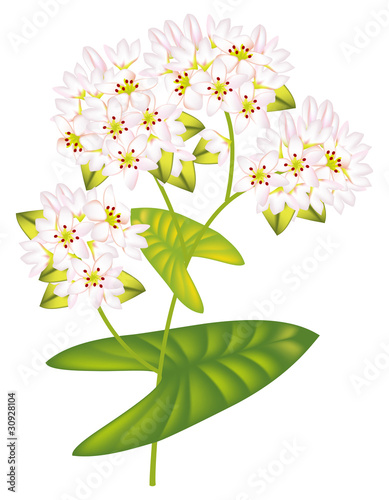 Flower buckwheat. Vector illustration on white background.