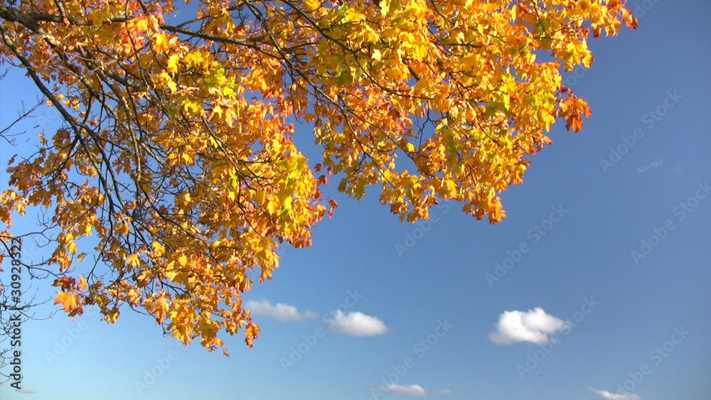 Autumn leaves against blue sky with white clouds Autumn leaves against blue sky with white clouds