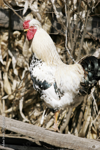 Сock stands on one leg