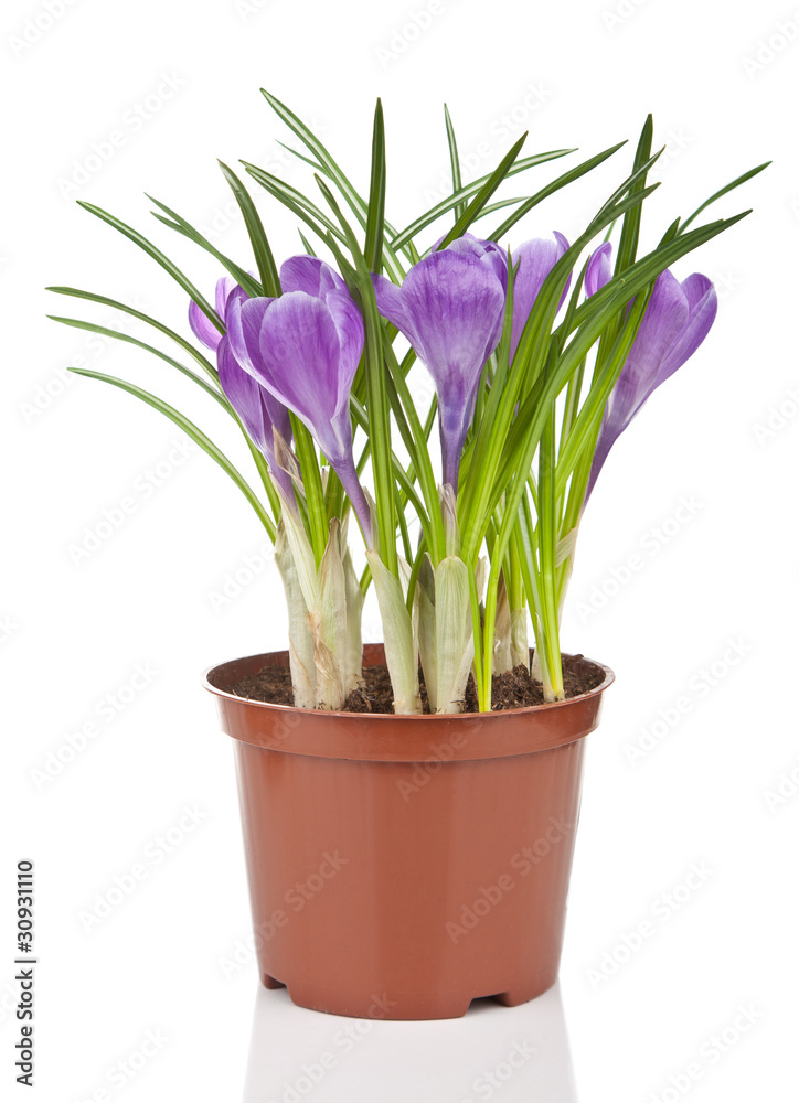 crocus flower in pot isolated