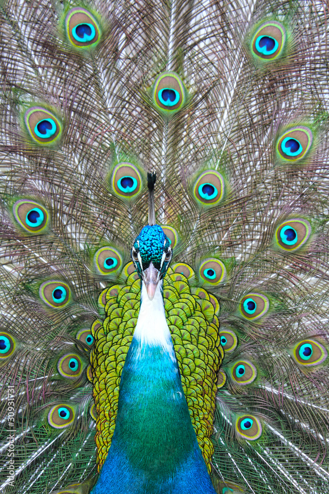 Obraz premium Pfau
