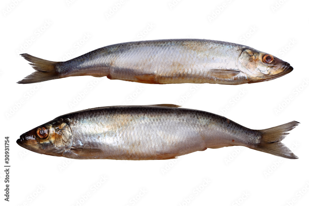 Salted Herring Salted Herring