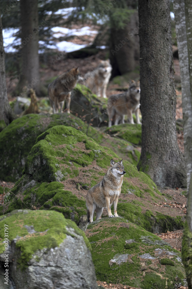 Fototapeta premium Wolfsrudel auf Felsen