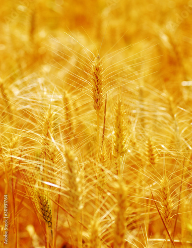 Golden Grain