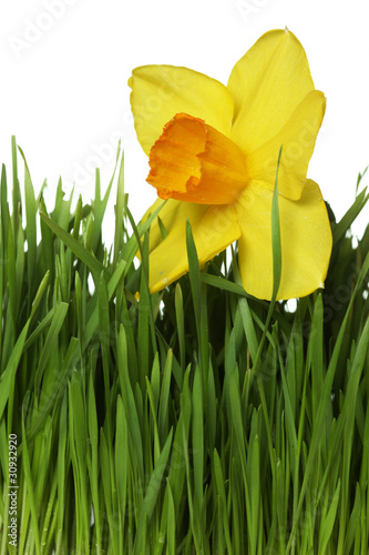 Daffodil on green grass