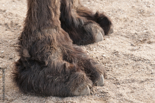 Closeup of the paws of a camel