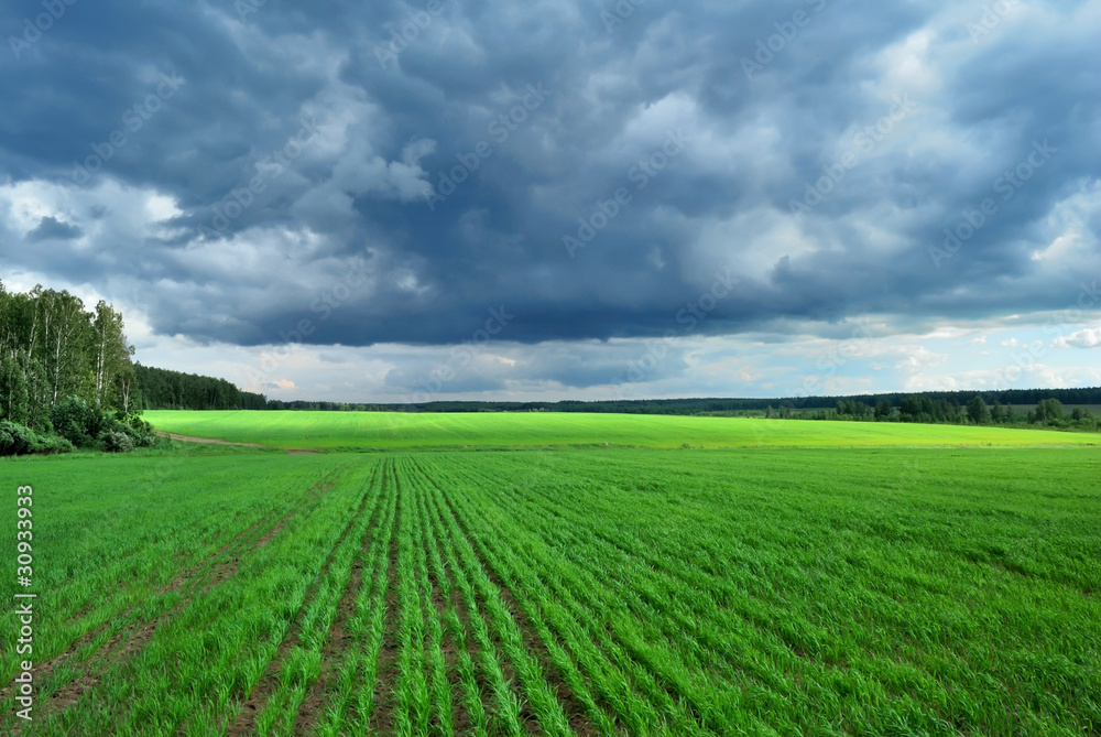 Wheat fields