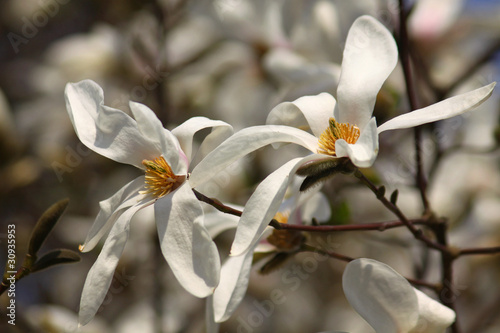 Fototapeta Naklejka Na Ścianę i Meble -  White magnolia flowers in spring garden