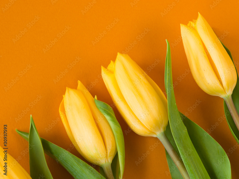 Naklejka premium Yellow tulips
