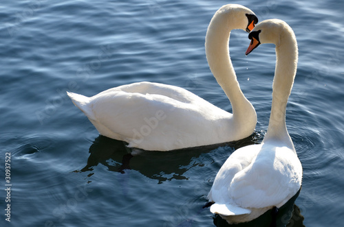 Fototapeta Naklejka Na Ścianę i Meble -  cygnes