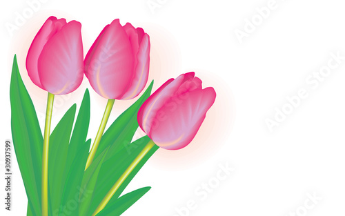 A bouquet of red tulips on a white background
