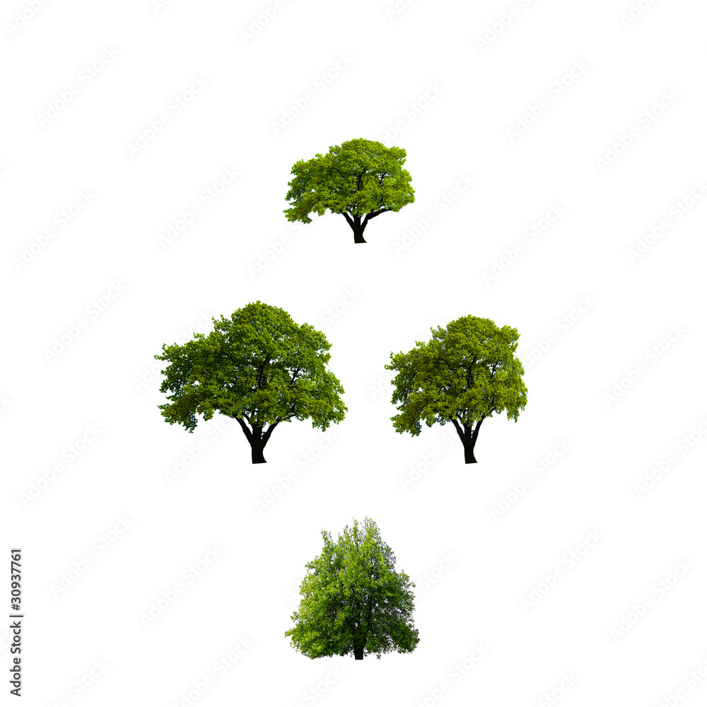 Fototapeta premium Isolated green tree on white background