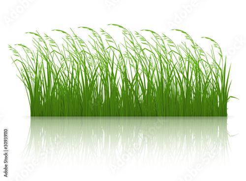 Green grass