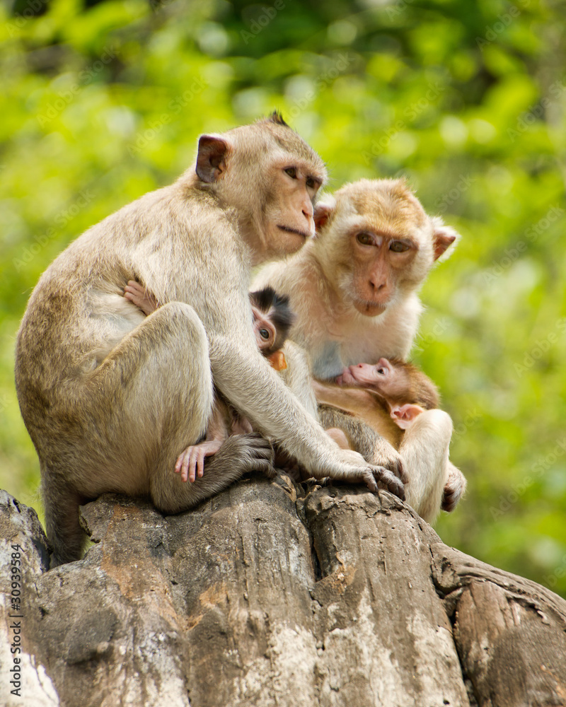 Fototapeta premium monkeys family