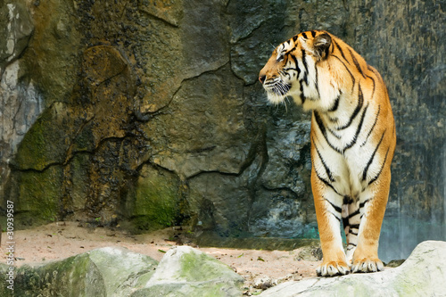 Bengal tiger standing facing to the side