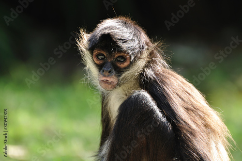 Geoffroy's Spider Monkey (Ateles geoffroyi)