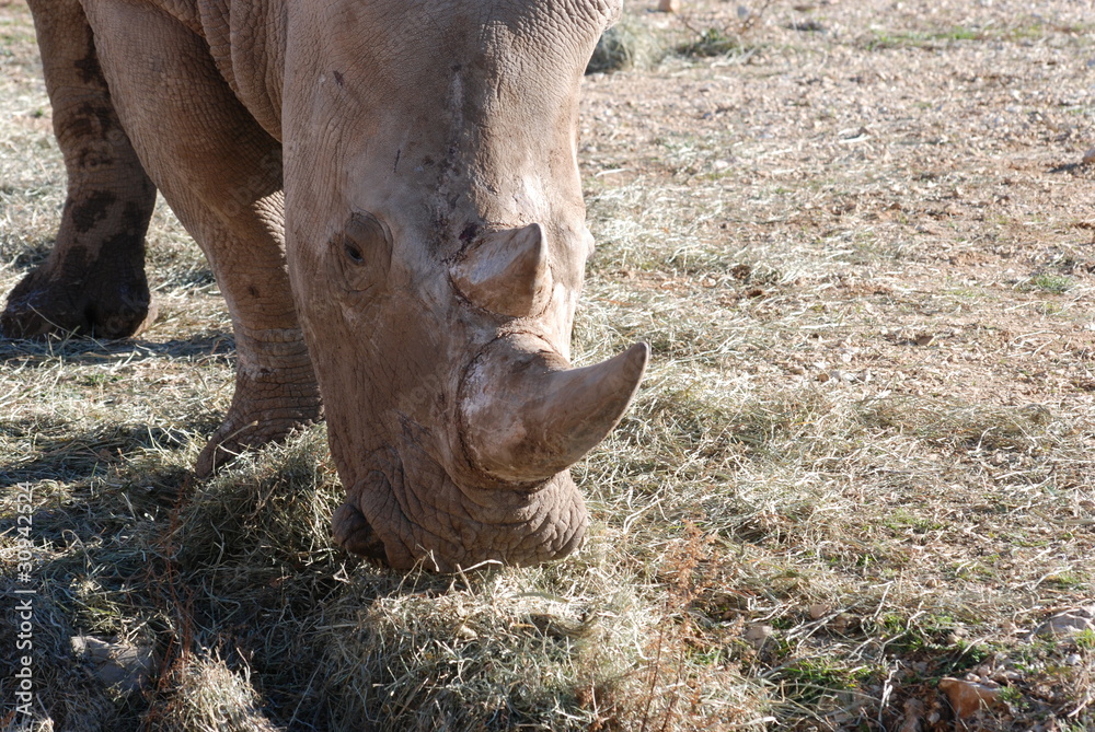 Fototapeta premium rhinoceros