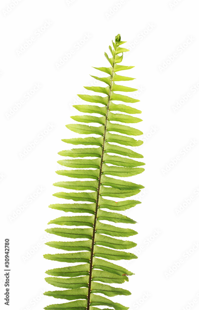 Fern Leaf Isolate On White Fern Leaf Isolate On White