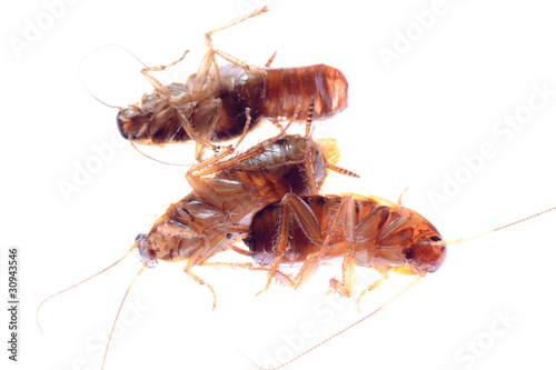 dead insect cockroach bug © defun