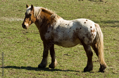 cheval