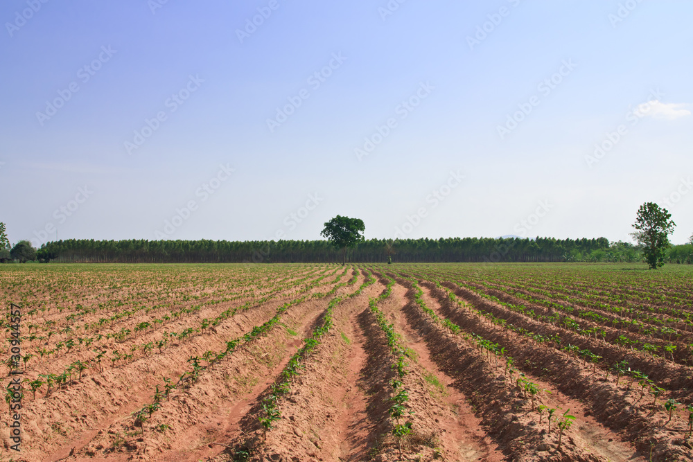 Cassava field Cassava field