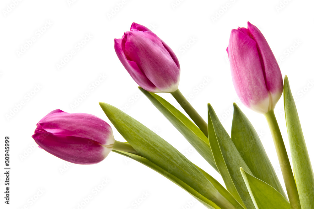 Pink tulips on white background