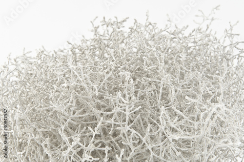 Branchage conception