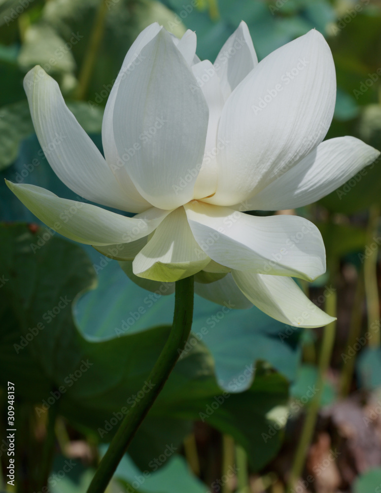 lotus blanc lotus blanc