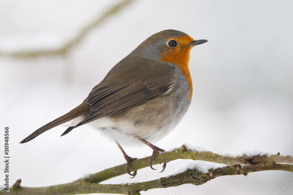 Rougegorge familier (Erithacus rubecula - European Robin) Rougegorge familier (Erithacus rubecula - European Robin)