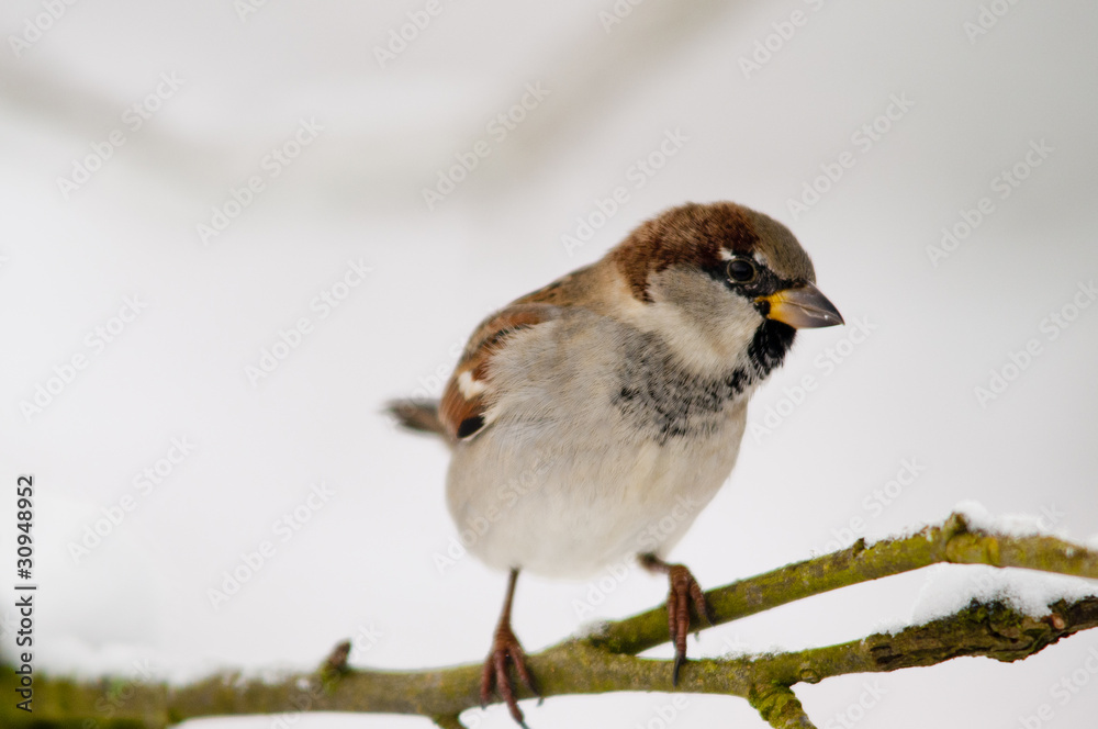 Moineau domestique (Passer domesticus - House Sparrow) Moineau domestique (Passer domesticus - House Sparrow)