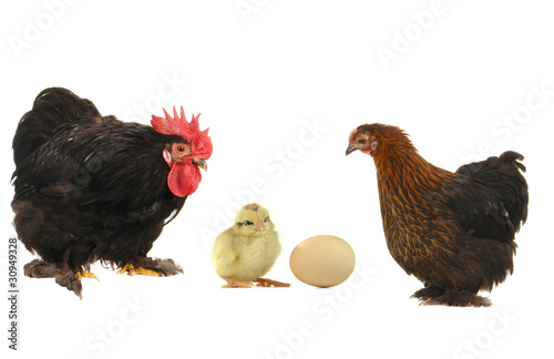 cock and hen