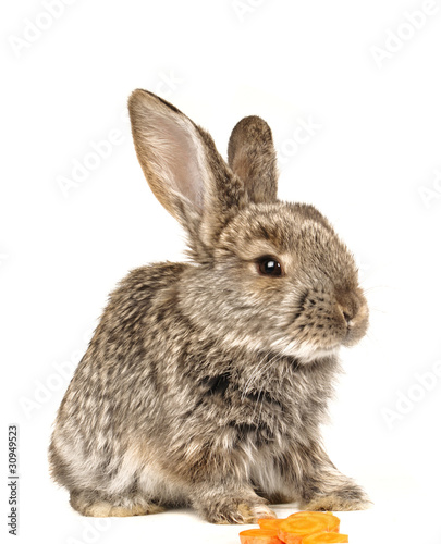 grey  rabbit © fotomaster