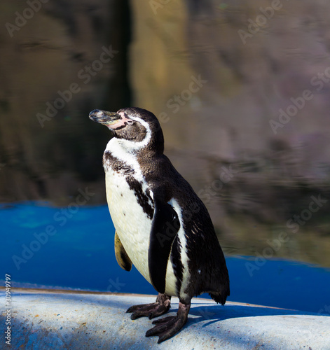 penguin