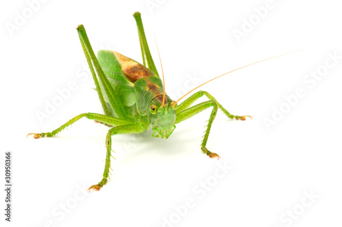 Grasshopper Close-up Isolated on White Background © Vidady