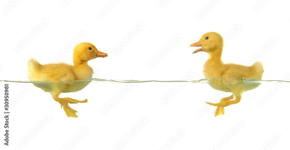 Naklejka premium two duck