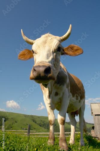 cow © fotomaster