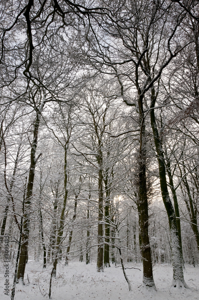 Neige sur la Forêt et les arbres en hiver