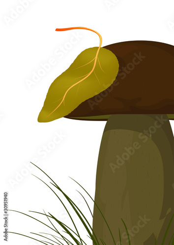 Boletus edulis