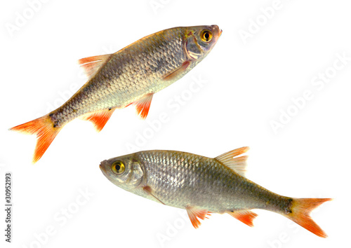 two fish roach,