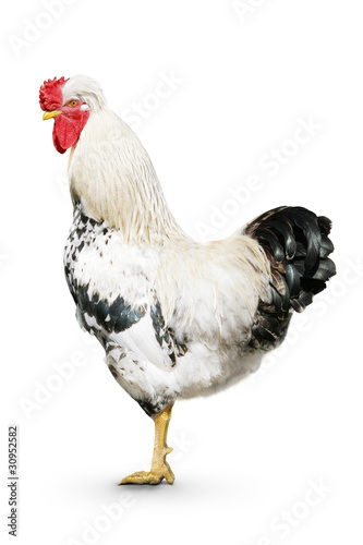One white rooster