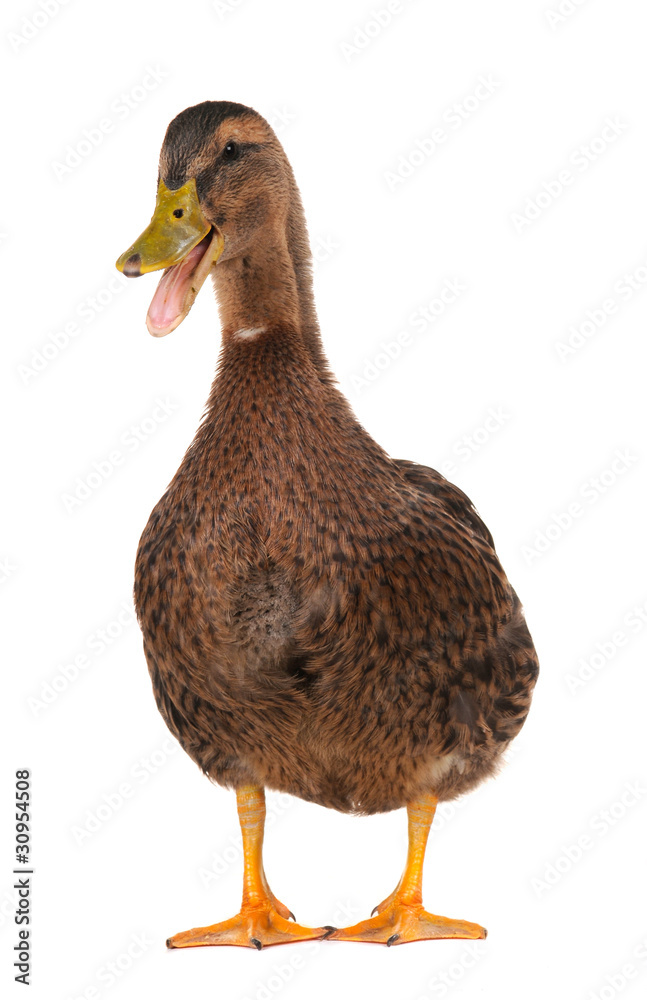 duck duck