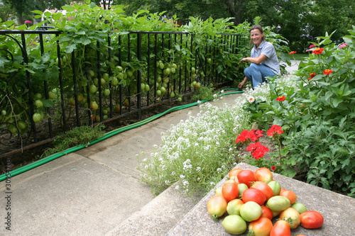 Growing vegetables in the backyard