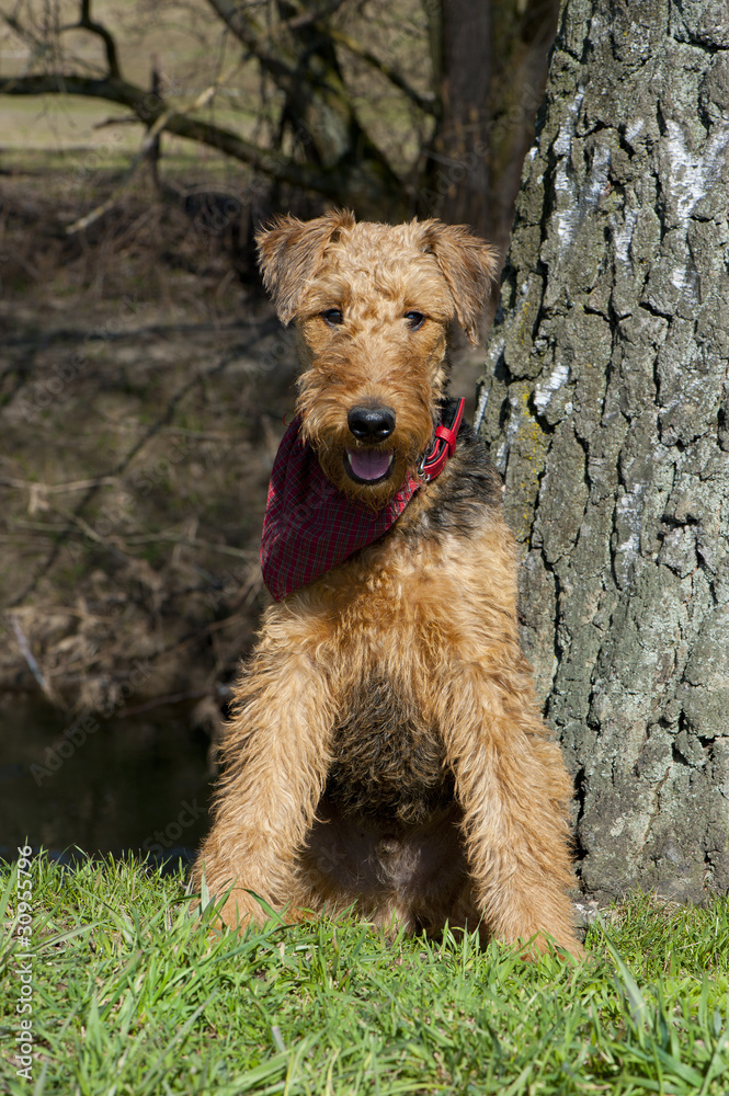 Airedale Terrier