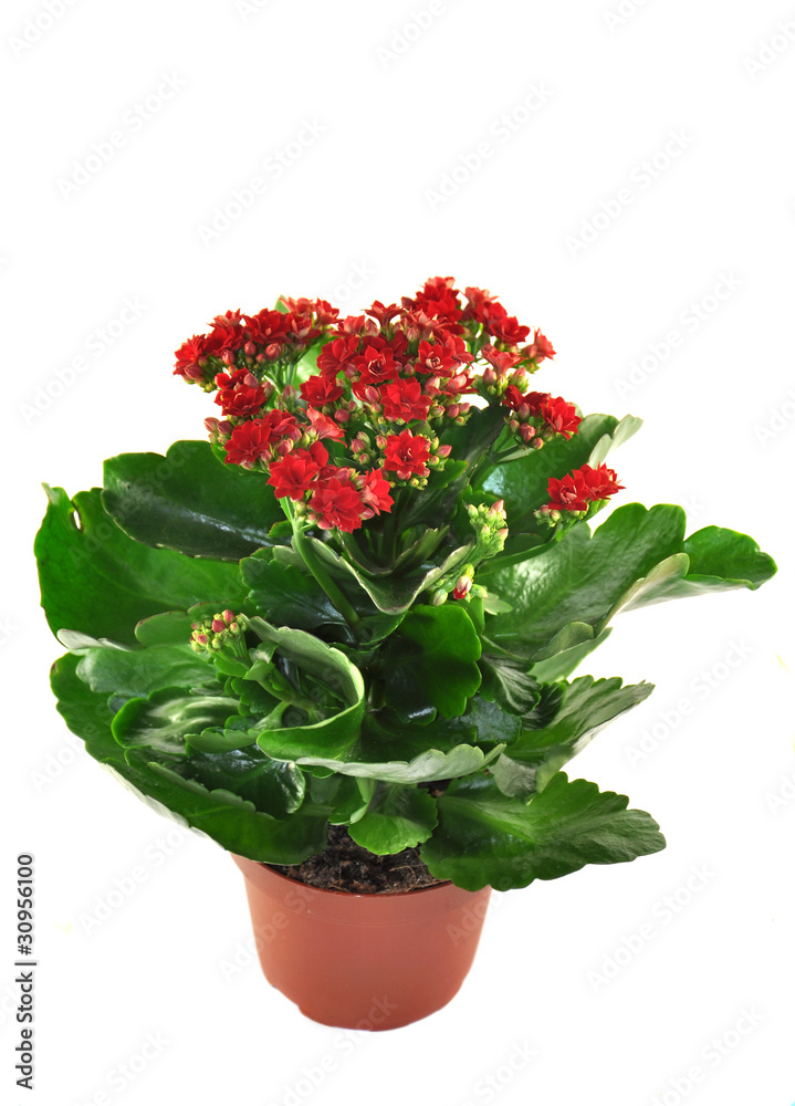 Blooming Kalanchoe isolated on a white background