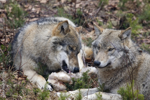 lupi che mangiano nella foresta della Baviera photo